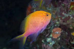 Fat Head Anthias (Serranocirrhitus latus)
