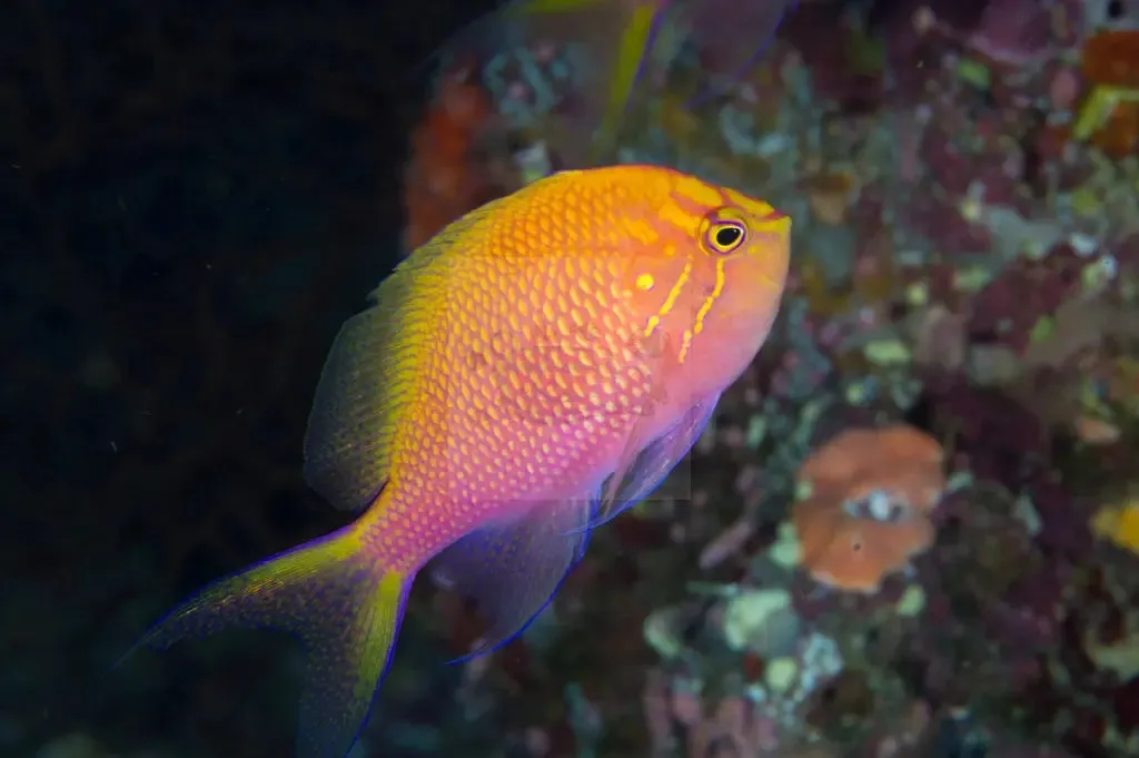 Fat Head Anthias (Serranocirrhitus latus)